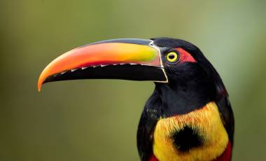 Wildlife & Safaris