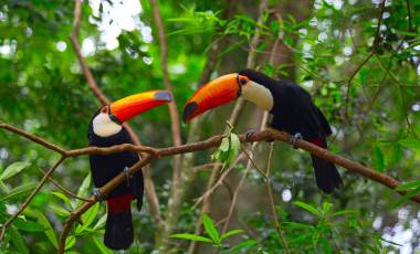 Wildlife & Safaris